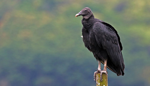 Black Vulture